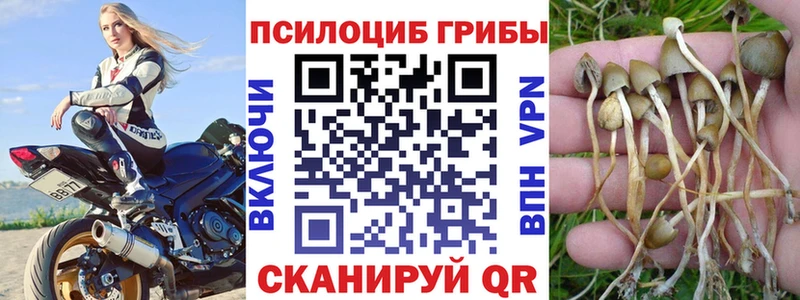 Псилоцибиновые грибы Psilocybe  где продают   Володарск 
